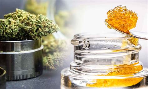 Exploring the Distinction: Cured Resin vs. Live Resin | Crop King Seeds