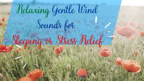 Relaxing Gentle Wind Sounds For Sleeping Or Stress Relief Nature White