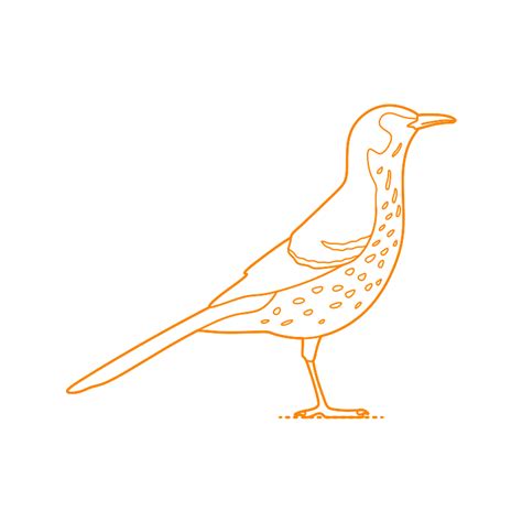 Brown Creeper Certhia Americana Dimensions And Drawings