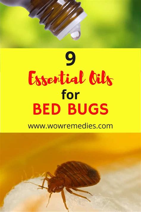 Best Essential Oils For Bed Bugs And Bed Bug Bites Bed Bugs Bed Bugs Essential Oils Bed Bug