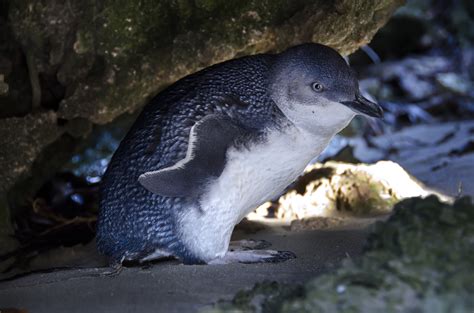 Student Resources About The Wildlife — Penguin Island