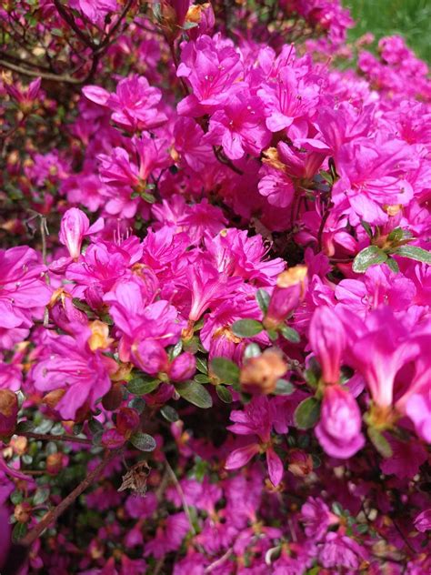 Solve 500 Piece 2022 Magenta Azalea Jigsaw Puzzle Online With 500 Pieces