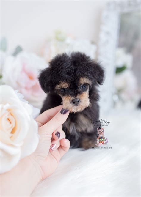 Phantom Toy Poodle Puppies | Teacup Puppies & Boutique