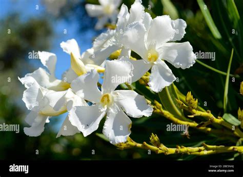 Mandevilla Flowers Hi Res Stock Photography And Images Alamy