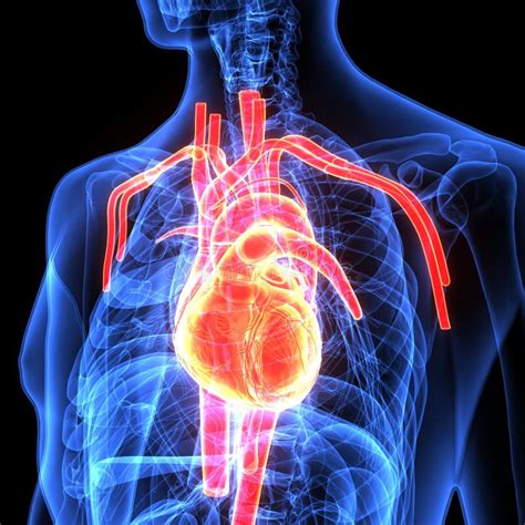 Ejemplo 3d De La Anatomía Del Corazón Del Cuerpo Humano Stock De