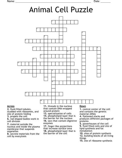 Animal Cell Puzzle Crossword Wordmint