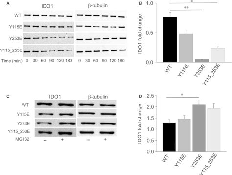 Half Life Of Itim Mutated Ido Proteins A Cycloheximide M Was