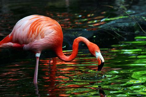 Beautiful Flamingo Bird Photography 20 - Full Image