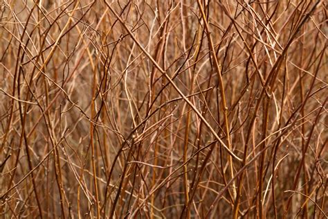 Brown Branches Pattern Free Stock Photo - Public Domain Pictures