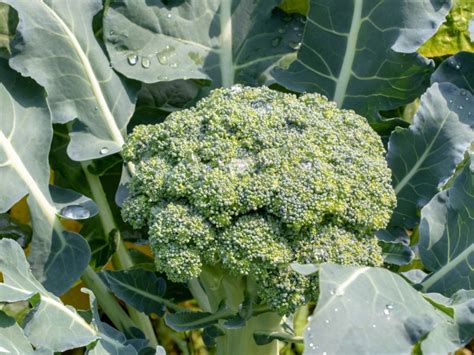 Can You Grow Broccoli In Pots How To Grow Broccoli In Containers