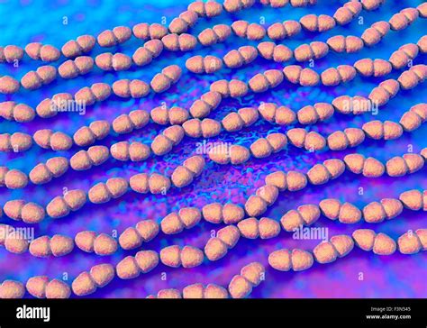 Enterococcus Faecalis Bacteria Fotos Und Bildmaterial In Hoher