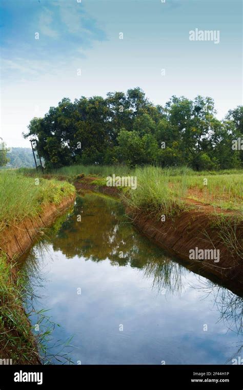 paddy field kerala india Stock Photo - Alamy