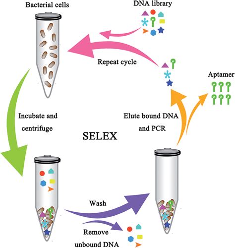 Schematic Showing The Aptamer Selection Against Live Bacterial Cells