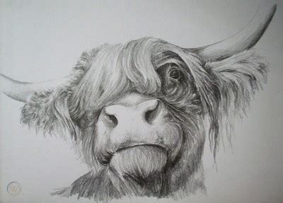 Highland Cow Pencil Drawing