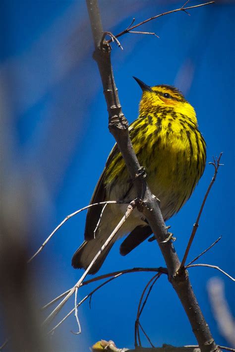 Feather Tailed Stories: Warblers