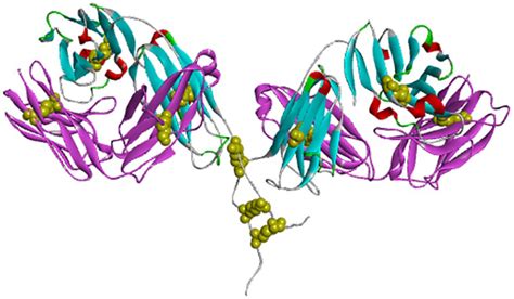 Three Dimensional Structure Of F Ab Fragments From Discovery Studio