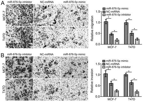 Mir‑876‑5p Suppresses Breast Cancer Progression Through Targeting Tfap2a