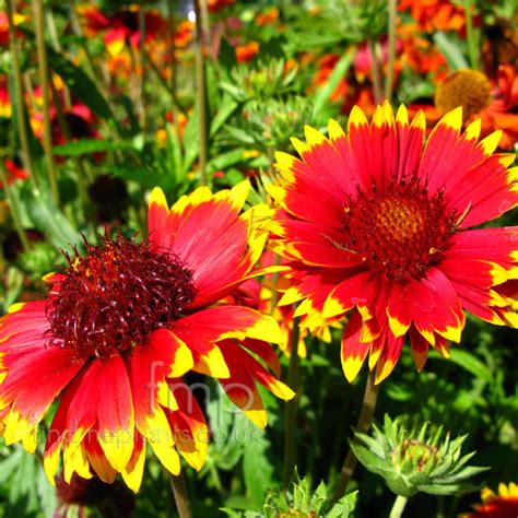 Gaillardia Solar Flare Blanket Flower Information Pictures