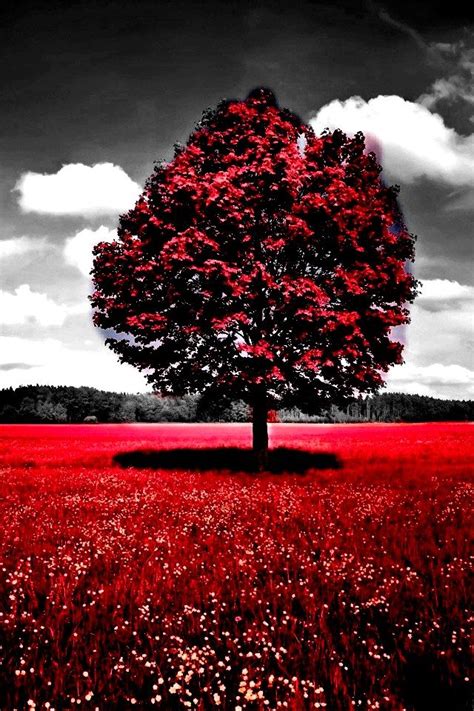 A Beautiful Red Tree With A Dark Background Beautiful Images Nature