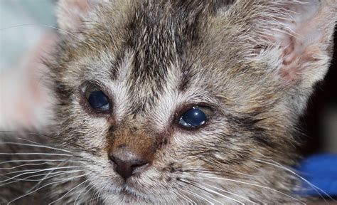 Bindehautentz Ndung Bei Katzen Anzeichen Und Behandlung Fell Freund