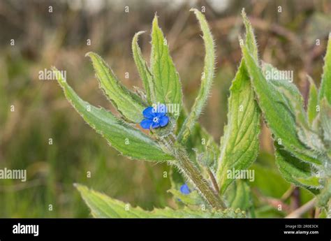 Small Blue Flower Of Green Alkanet Stock Photo Alamy