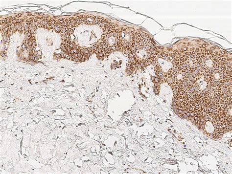 Cytochrome C Antibody (PA5-81161)