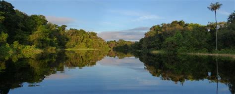 TCN | The Amazon forest: Crucial for Earth’s climate but facing new threats