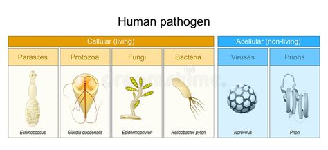 Types Of Bacteria Stock Vector Illustration Of Bacterial 34700241