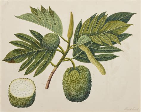 Flor Del árbol Del Pan Follaje Y Fruta C1820