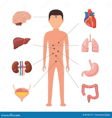 Medische Diagram Menselijke Organen Vector Illustratie Illustration