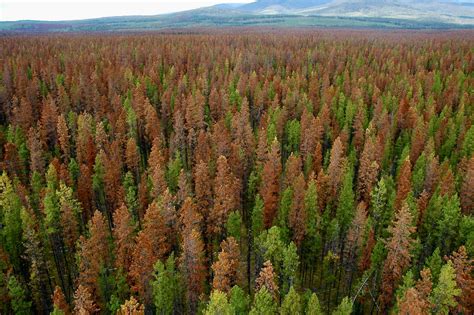 Pine Beetle Tree