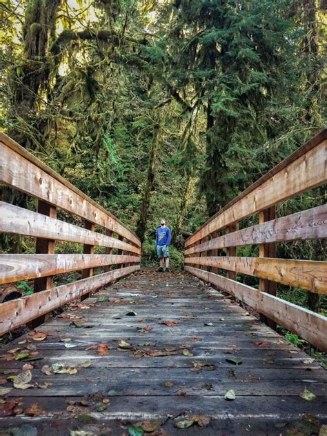 The Rain Forests Of Olympic National Park Quinault Queets Hoh And