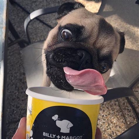 Those Eyes And That Tongue Just Scream For Ice Cream Photo By Morty