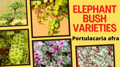 13 Elephant Bush Varieties - Portulacaria afra Varieties | MOODY BLOOMS ...