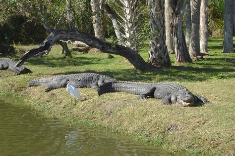 Everglades Swamp Buggy Tour through Big Cypress National Preserve 2022 ...