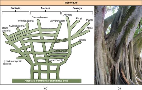 Perspectives On The Phylogenetic Tree Biology For Non Majors II