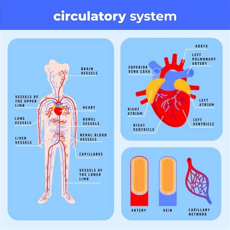 5 Fascinating Facts About The Circulatory System Discover The