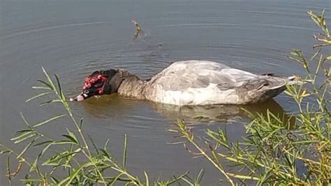 Weird Goose Animals Weird Goose