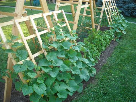 Tomato Ladder And Cucumber Trellis Diy Garden Trellis Cucumber