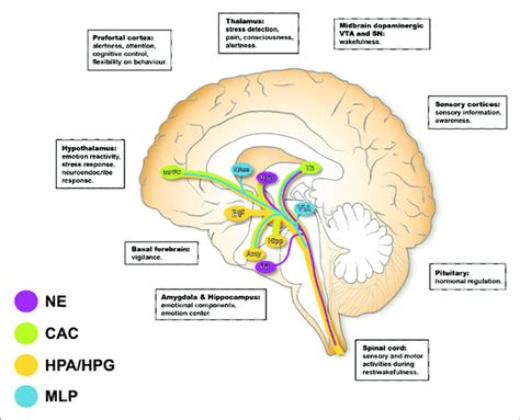 The Neuroendocrine Pathways Involved In Reactive Aggression The Locus