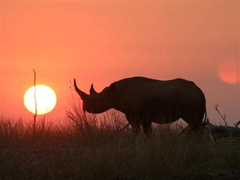 Zimbabwe wildlife vacations | Responsible Travel