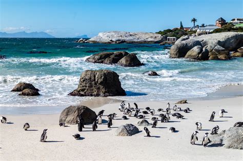 Pinguïns spotten op Boulders Beach in Zuid Afrika Travellers of the world