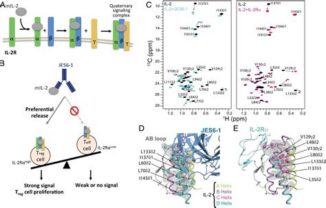 Interleukin 2 Druggability Is Modulated By Global Conformational