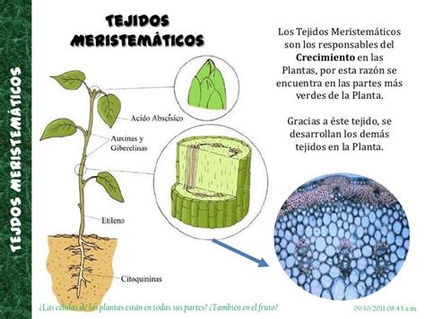 Tejidos vegetales