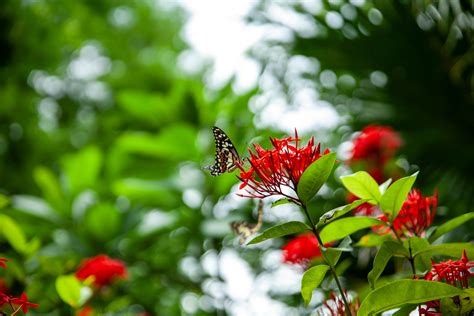 Butterfly No Background Photos Download The Best Free Butterfly No