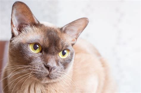 Burmese Cat Breed Characteristics Cuteness