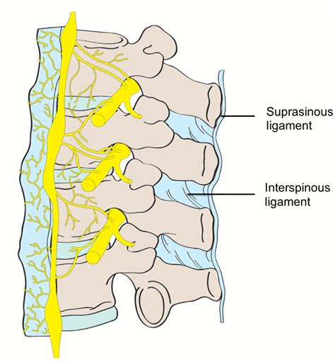 Section 1, Chapter 2: The Ligaments of the Lumbar Vertebrae : Wheeless' Textbook of Orthopaedics