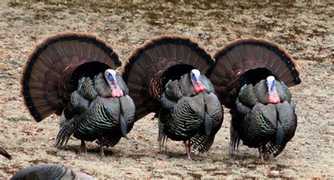 Accessible Hunter A History Of The Wild Turkey In Pa