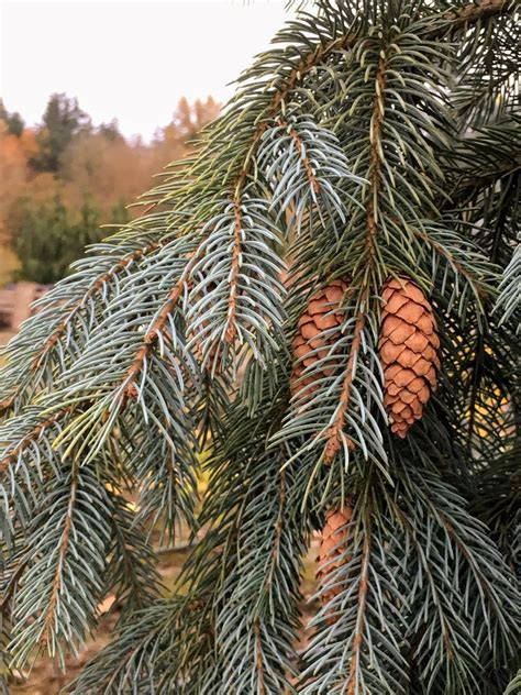 Picea Engelmannii Bush S Lace Engelmann Spruce Conifer Kingdom