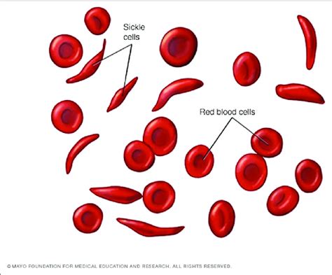 red blood cell diagram